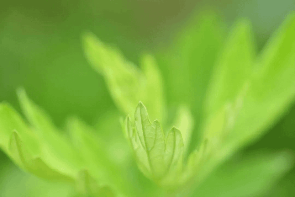 what is moxa moxibustion